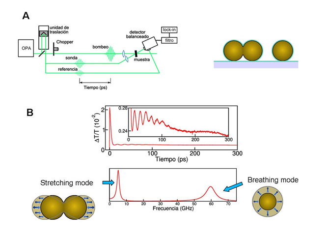 fonones-coherentes-en-nanoparticulas-metalicas